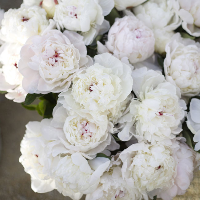 Florabundance Design Days 2016 - White Peonies