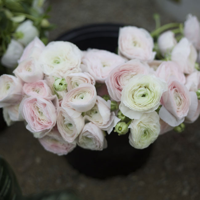 Florabundance Design Days 2016 - blush ranunculus