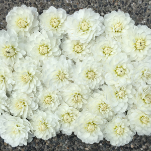 Flirty Fleurs Dahlias - Bride To Be Dahlias - White Dahlia Tubers
