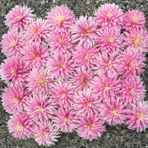 Flirty Fleurs Dahlias - Alloway Candy Dahlias - Pink Dahlia Tubers