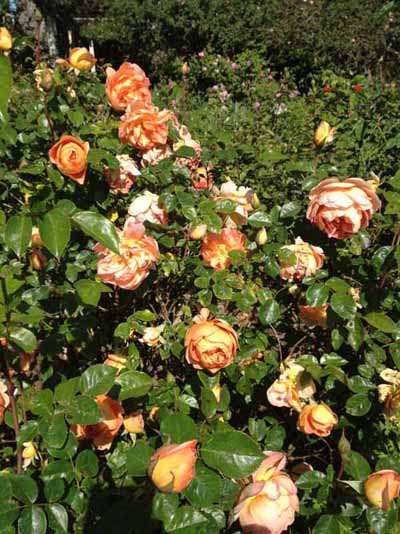 Garden Valley Ranch, Petaluma, California | Flirty Fleurs The Florist ...