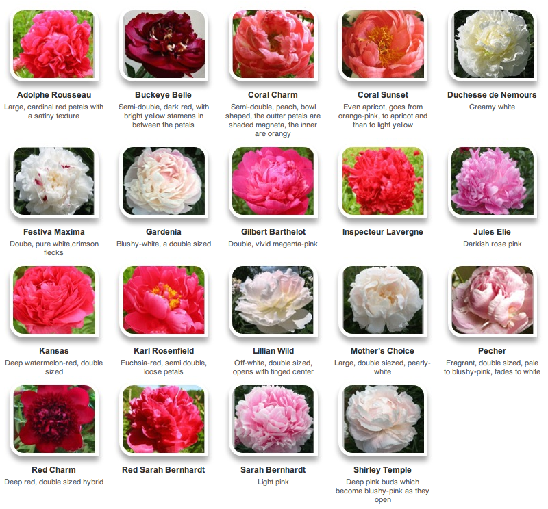 Hyperactive Farms | Flirty Fleurs The Florist Blog - Inspiration for ...