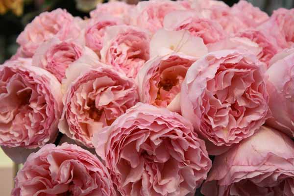 Pink Garden Roses
