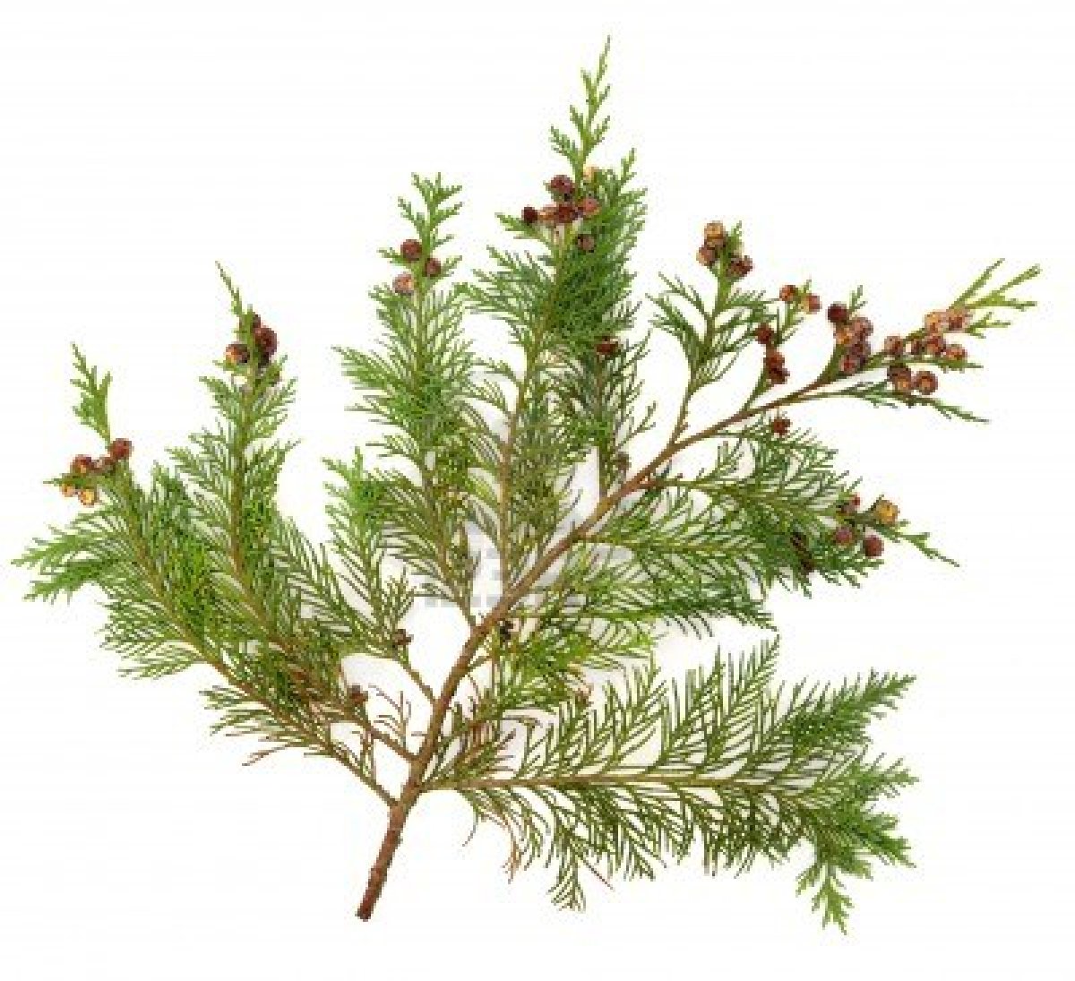 13273770-cedar-cypress-leyland-leaf-branch-with-pine-cones-over-white ...