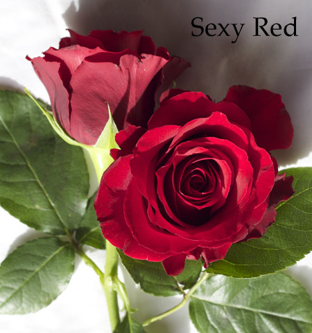 Sexy Red Rose