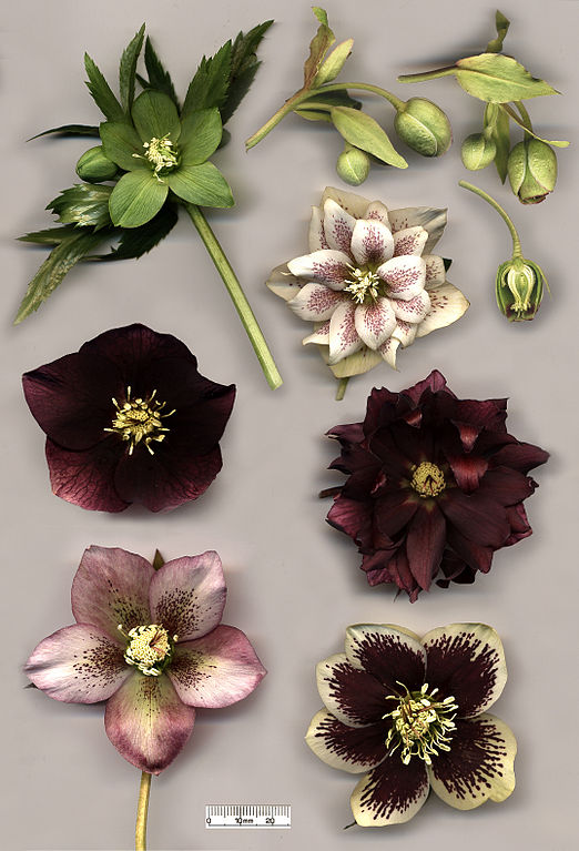 522px-Hellebore_flowers