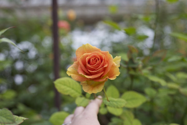 Orange rose in the greenhouse