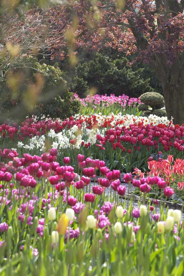 Skagit Tulip Festival RoozenGaarde® Flirty Fleurs The Florist Blog
