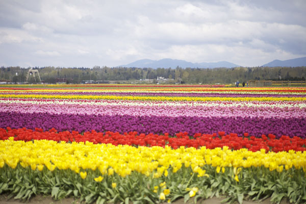 Skagit Tulip Festival â€“ Tulip Town – The Village Greenery Florist