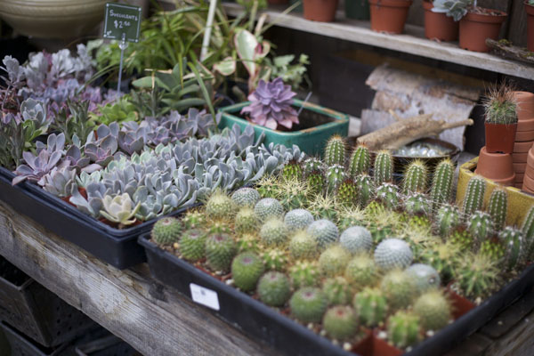 Alena Jean's Flower Shop & Nursery, Half Moon Bay ...