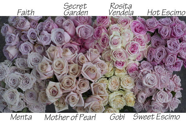 colors of blush roses