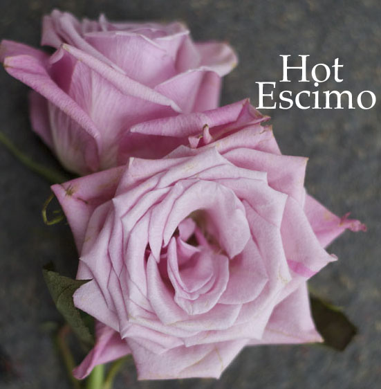 Blush Pink Sweet Escimo Rose