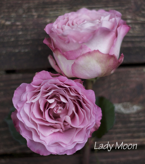 lavender dusty pink garden rose