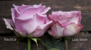 Lady Moon Roses The Lavender & Purple Rose Study – Flirty Fleurs The Florist Blog ...