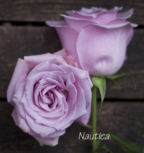 light purple rose