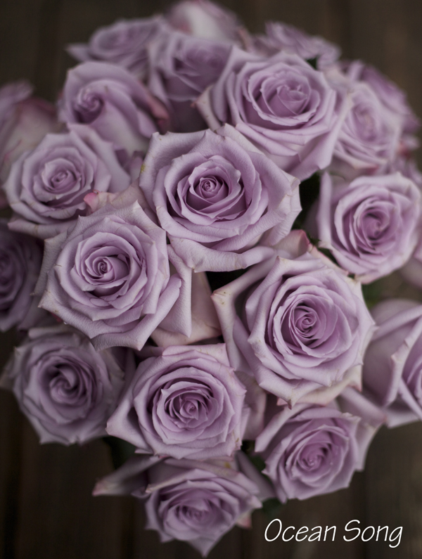 purple rose