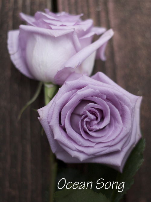 light purple rose