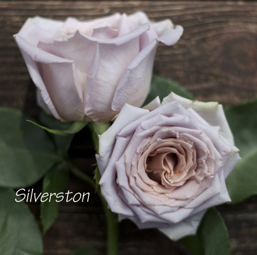 antique lavender rose