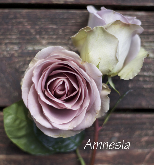 The Lavender Purple Rose Study Flirty Fleurs The Florist Blog Inspiration For Floral Designers