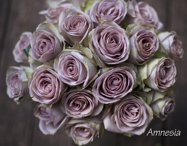 Amnesia Rose