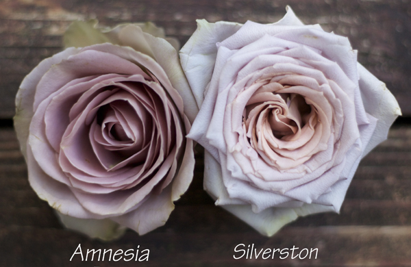 The Lavender Purple Rose Study Flirty Fleurs The Florist