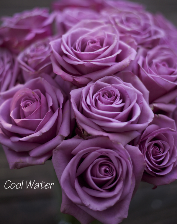 unique purple roses