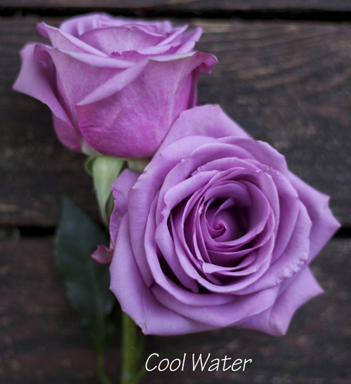 lavender rose by Harvest Wholesale
