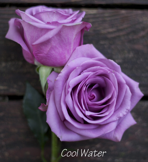 unique purple roses