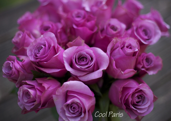 unique purple roses