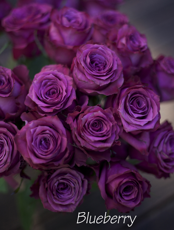 violet rose color