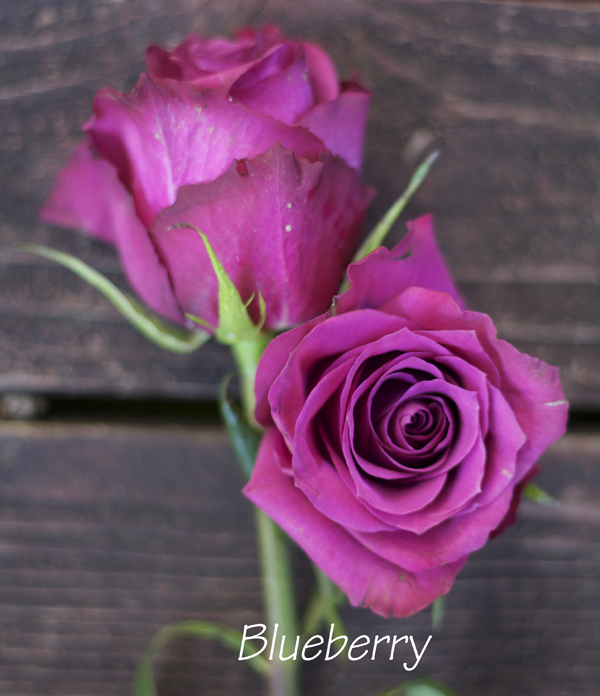 dark purple magenta rose