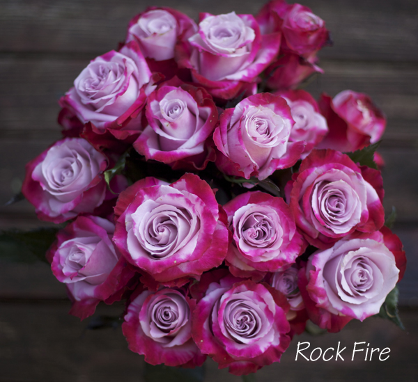 Rock Fire Rose by Harvest Wholesale