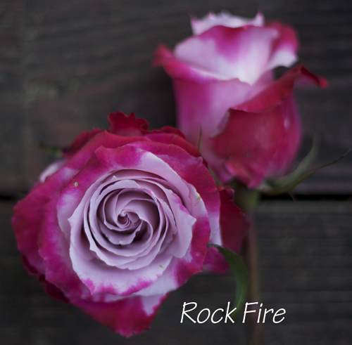 purple and magenta rose
