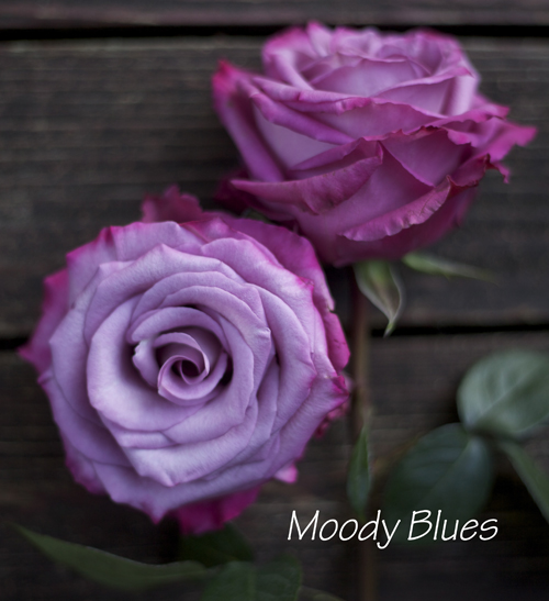lavender purple rose