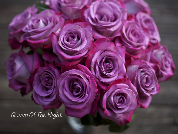 Queen of the Night Rose