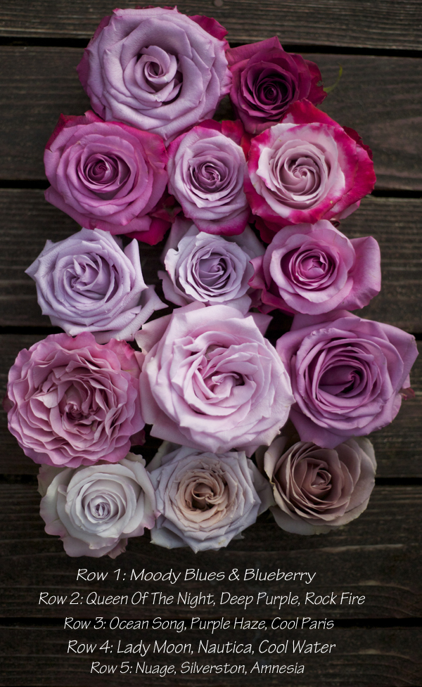 unique purple roses