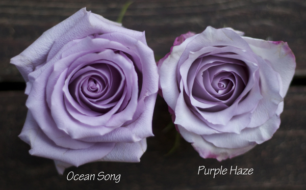 lavender roses