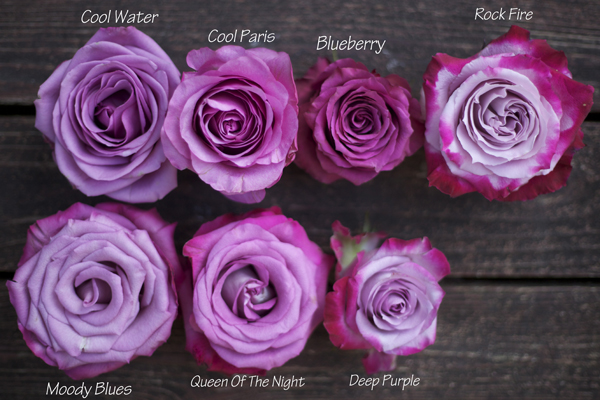 Purple Roses