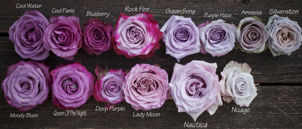 types of purple roses