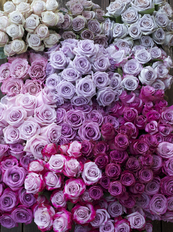 Varieties of Purple Roses