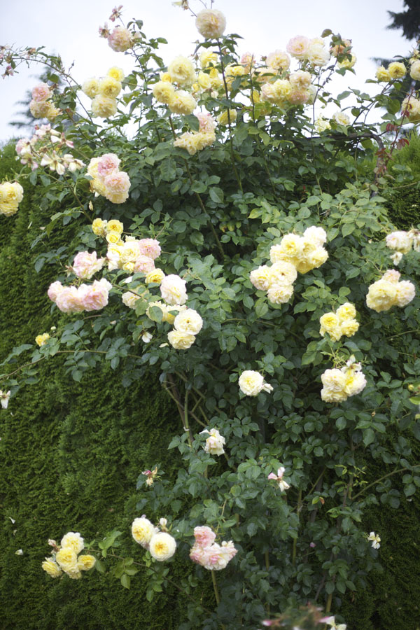 Portland International Rose Test Garden | Flirty Fleurs The Florist ...