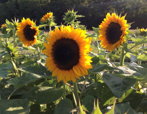 destiny sunflowers flirtyfleurs