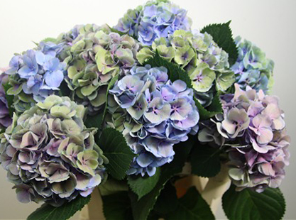 Colors Of Hydrangeas Flirty Fleurs The Florist Blog Inspiration For   Hydrangea Elbtal Classic 5 