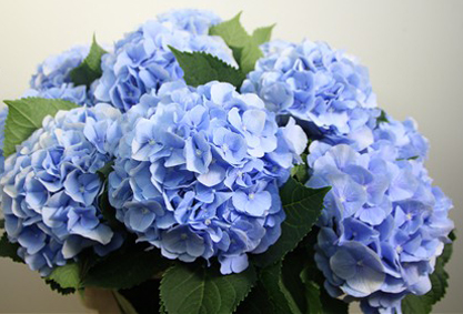 Colors of Hydrangeas | Flirty Fleurs The Florist Blog - Inspiration for ...