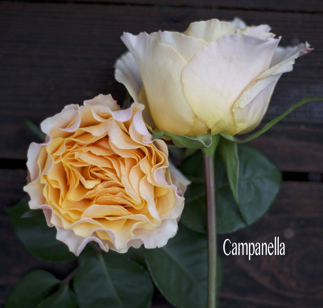 Nevado Roses, Campanella Peach Garden Rose