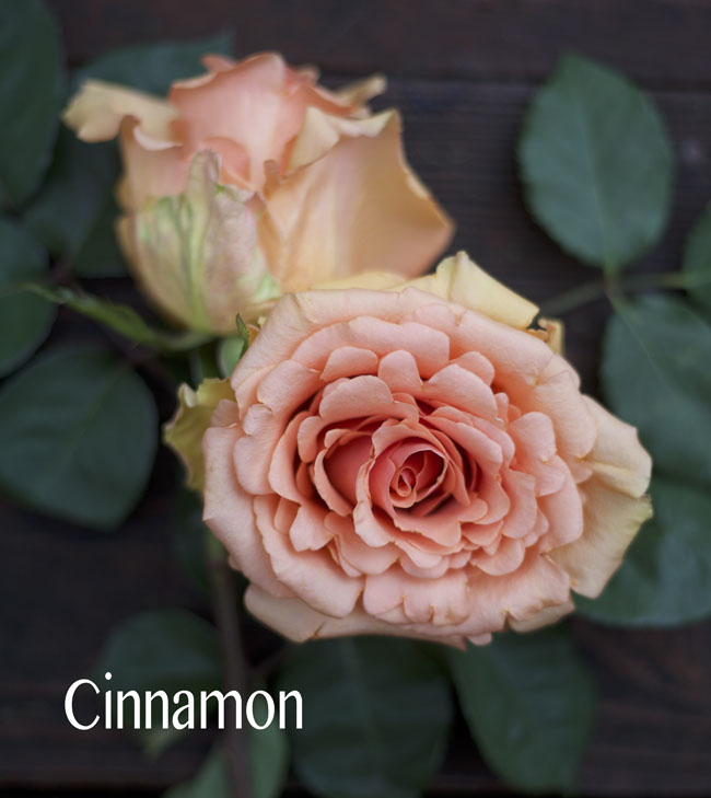 Sisapamba Roses, Cinnamon Peach Rose