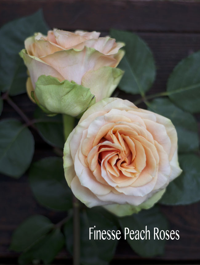 Rosaprima Peach Finesse Rose
