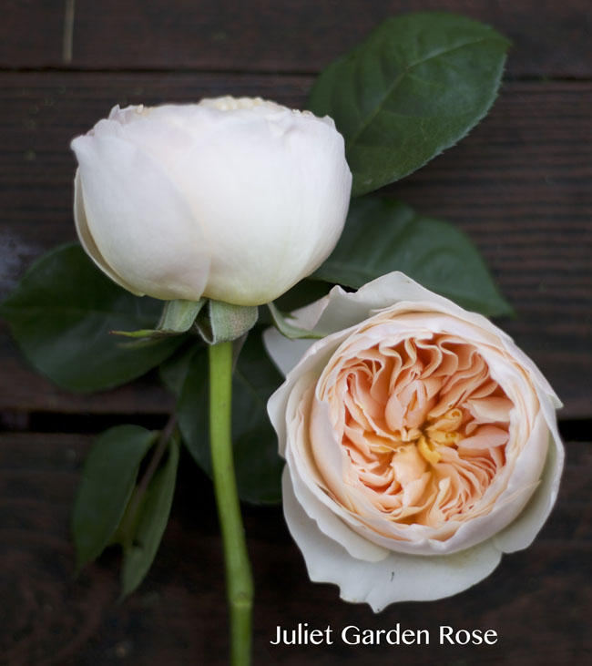 The Peach Rose Study – Flirty Fleurs The Florist Blog – Inspiration for