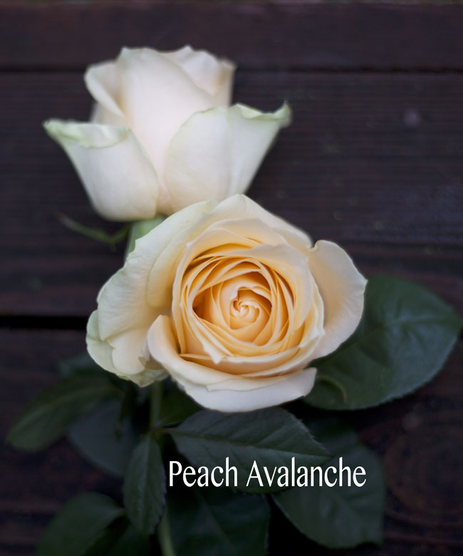Eufloria Peach Avalanche