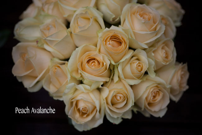 Flirty Fleurs, The Floral Blog, Peach Avalanche Rose Study